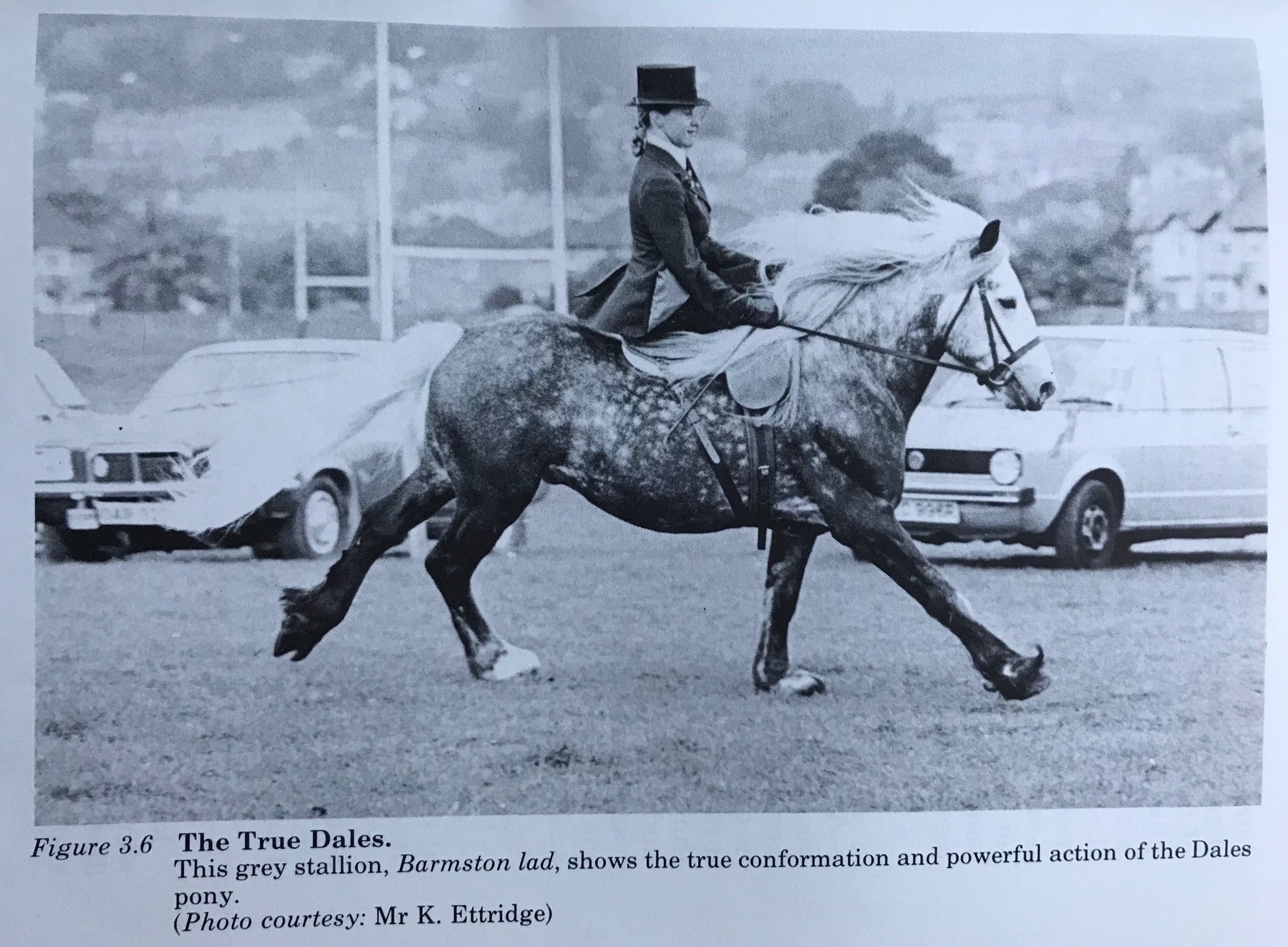 Barmston Lad Foaled 1971 By Grey Bobbie out of Barmston Lass Olympia Qualifier 1980 and 1981